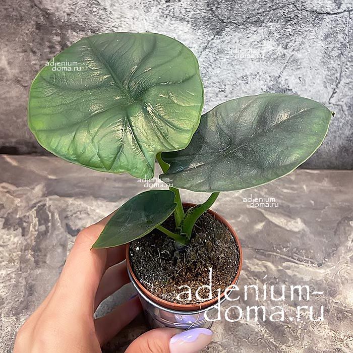 Растение Alocasia BISMA Алоказия Бисма серебристая Драгоценная 1