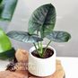 Растение ⌀ 6 Alocasia 'BISMA' (Алоказия) 2