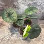 Растение ⌀ 6 Alocasia 'BISMA' (Алоказия) 3