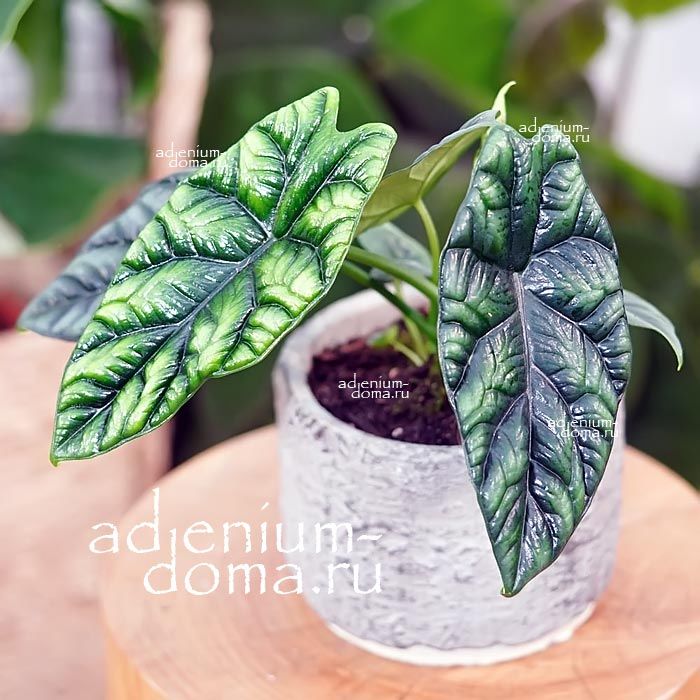 Растение ⌀ 6 Alocasia 'SINUATA' (Алоказия)