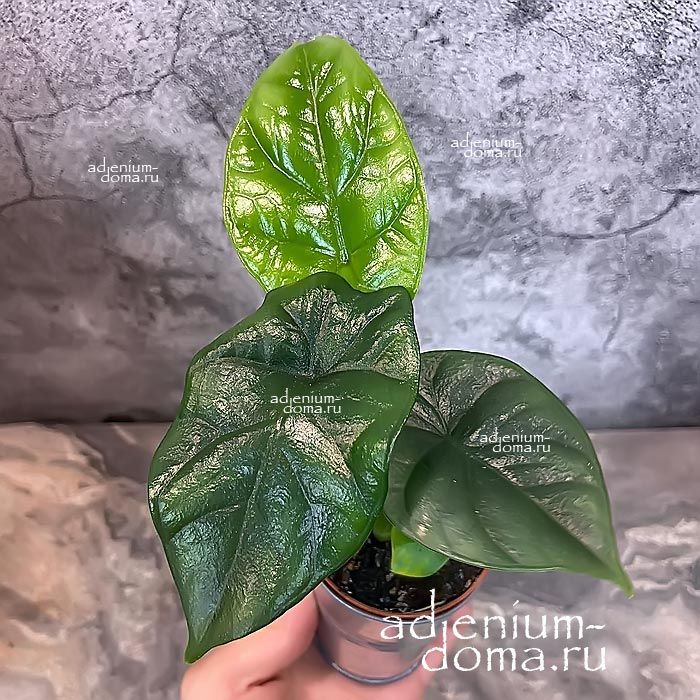 Растение Alocasia SINUATA Алоказия волнистая Синуата Драгоценная 2
