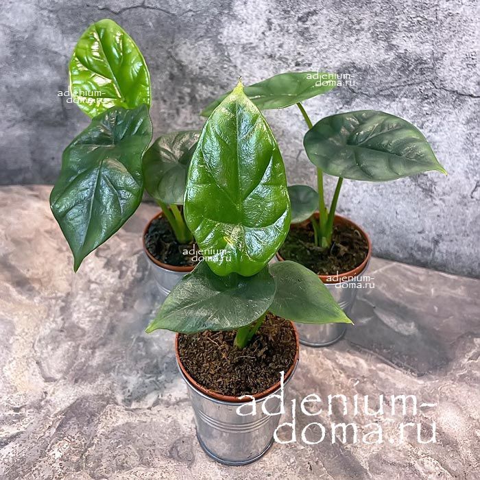 Растение Alocasia SINUATA Алоказия волнистая Синуата Драгоценная 3