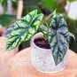 Растение ⌀ 6 Alocasia 'SINUATA' (Алоказия) 2