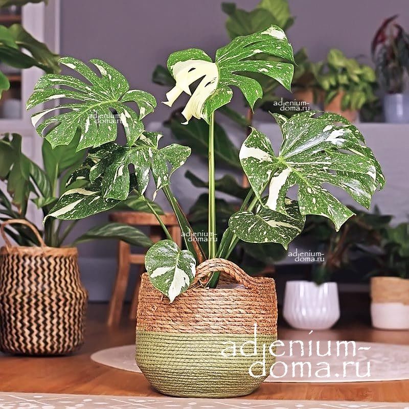 Растение ⌀ 6 Monstera 'THAI CONSTELLATION' (Монстера)