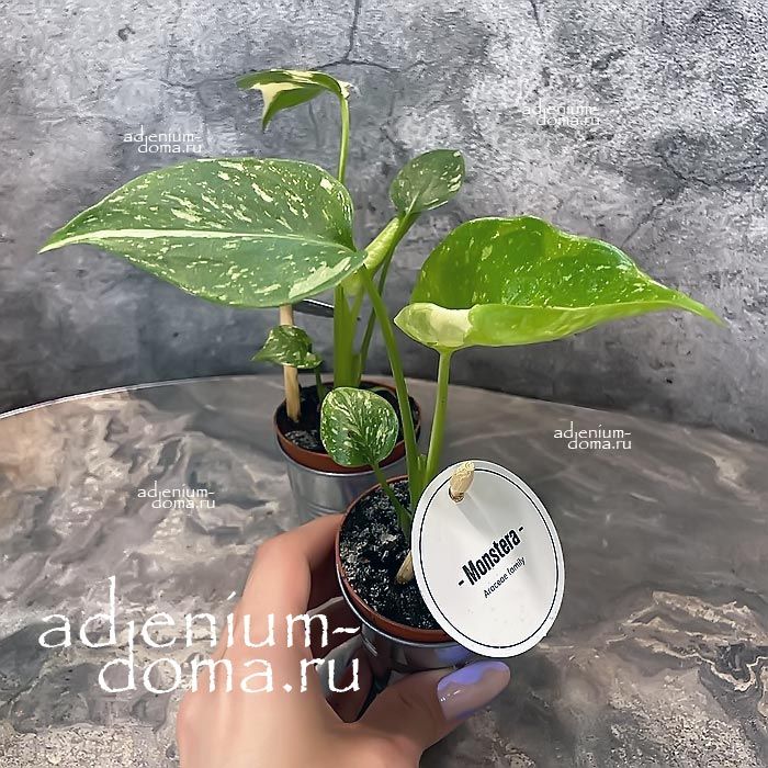 Растение Monstera DELICIOSA THAI CONSTELLATION Монстера деликатесная Тайское созвездие Тай Констеллейшн 3