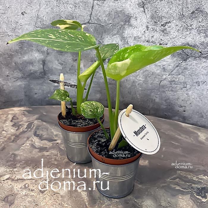 Растение Monstera DELICIOSA THAI CONSTELLATION Монстера деликатесная Тайское созвездие Тай Констеллейшн 2