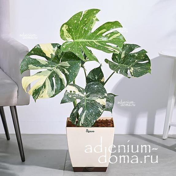 Растение Monstera DELICIOSA THAI CONSTELLATION Монстера деликатесная Тайское созвездие Тай Констеллейшн 1
