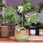 Растение ⌀ 6 Monstera 'THAI CONSTELLATION' (Монстера) 2