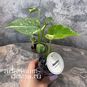 Растение ⌀ 6 Monstera 'THAI CONSTELLATION' (Монстера) 3