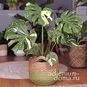 Растение ⌀ 6 Monstera 'THAI CONSTELLATION' (Монстера) 4