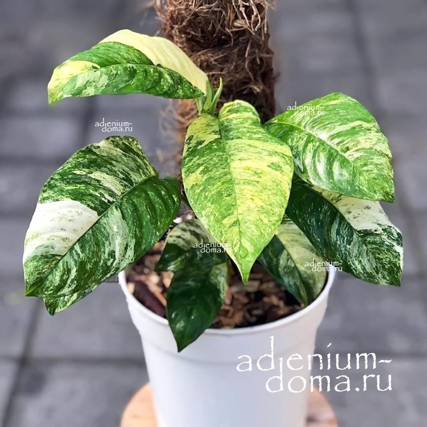 Растение ⌀ 6 Rhaphidophora PUBERULA Variegated (Рафидофора)