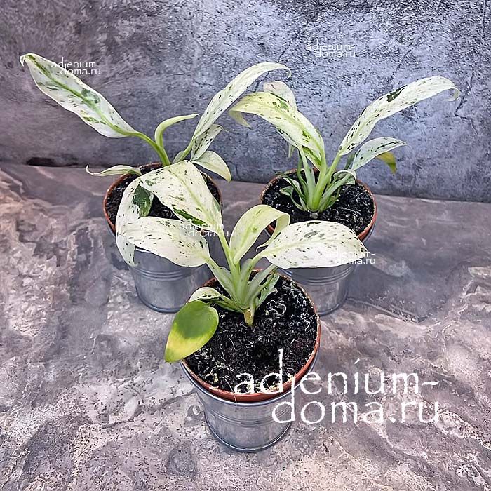 Растение Velvet Rhaphidophora PUBERULA Variegated Рафидофора опушённая пёстрая Пуберула вариегатная шероховатая 3