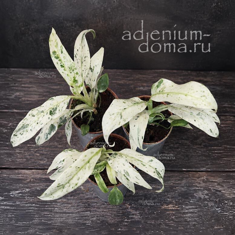 Растение Velvet Rhaphidophora PUBERULA Variegated Рафидофора опушённая пёстрая Пуберула вариегатная шероховатая 3