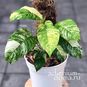Растение ⌀ 6 Rhaphidophora PUBERULA Variegated (Рафидофора) 2