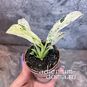 Растение ⌀ 6 Rhaphidophora PUBERULA Variegated (Рафидофора) 3