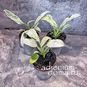 Растение ⌀ 6 Rhaphidophora PUBERULA Variegated (Рафидофора) 4