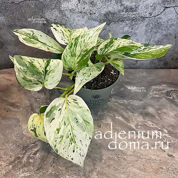 Растение ⌀ 10 Epipremnum AUREUM 'MARBLE QUEEN' (Эпипремнум)