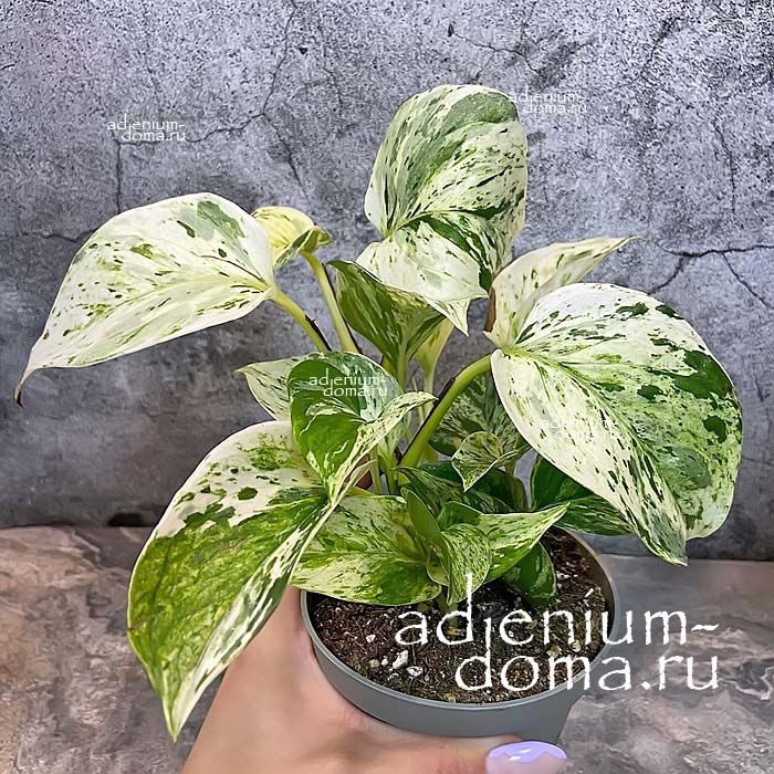 Растение Epipremnum AUREUM MARBLE QUEEN Эпипремнум золотистый Мраморная королева Сциндапсус Марбл Куин Чертов плющ 2