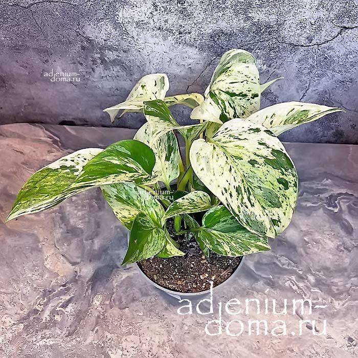 Растение Epipremnum AUREUM MARBLE QUEEN Эпипремнум золотистый Мраморная королева Сциндапсус Марбл Куин Чертов плющ 3