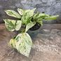 Растение ⌀ 10 Epipremnum AUREUM 'MARBLE QUEEN' (Эпипремнум) 2
