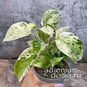 Растение ⌀ 10 Epipremnum AUREUM 'MARBLE QUEEN' (Эпипремнум) 3