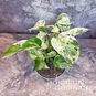 Растение ⌀ 10 Epipremnum AUREUM 'MARBLE QUEEN' (Эпипремнум) 4