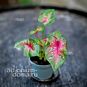 Растение ⌀ 6 Caladium 'CASEY' (Каладиум) 2