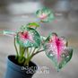 Растение ⌀ 6 Caladium 'CASEY' (Каладиум) 3