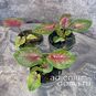 Растение ⌀ 6 Caladium 'CASEY' (Каладиум) 4