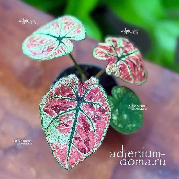 Растение ⌀ 6 Caladium 'KELLY' (Каладиум)
