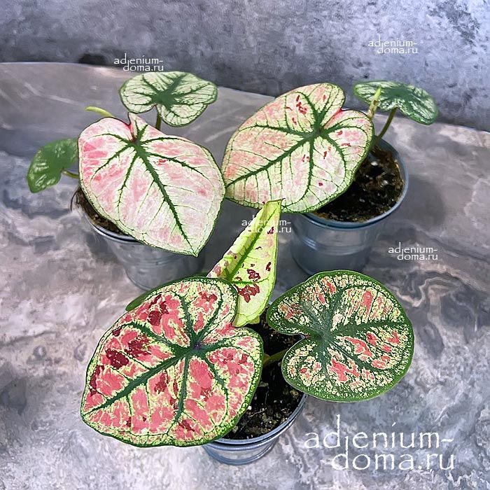 Растение Caladium KELLY Каладиум Келли Сердце Иисуса Крылья ангелов Слоновьи уши Пестролист 2