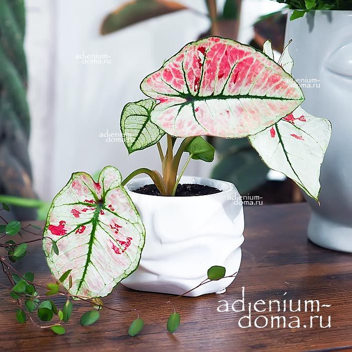 Растение Caladium KELLY Каладиум Келли Сердце Иисуса Крылья ангелов Слоновьи уши Пестролист 3