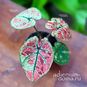 Растение ⌀ 6 Caladium 'KELLY' (Каладиум) 2