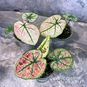 Растение ⌀ 6 Caladium 'KELLY' (Каладиум) 3