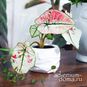 Растение ⌀ 6 Caladium 'KELLY' (Каладиум) 4