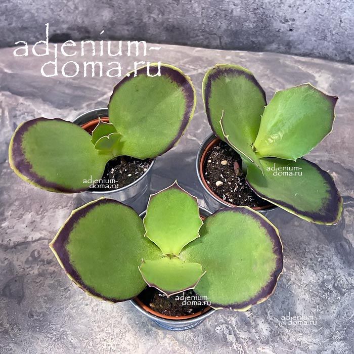 Растение ⌀ 5 Kalanchoe SYNSEPALA (Каланхоэ)