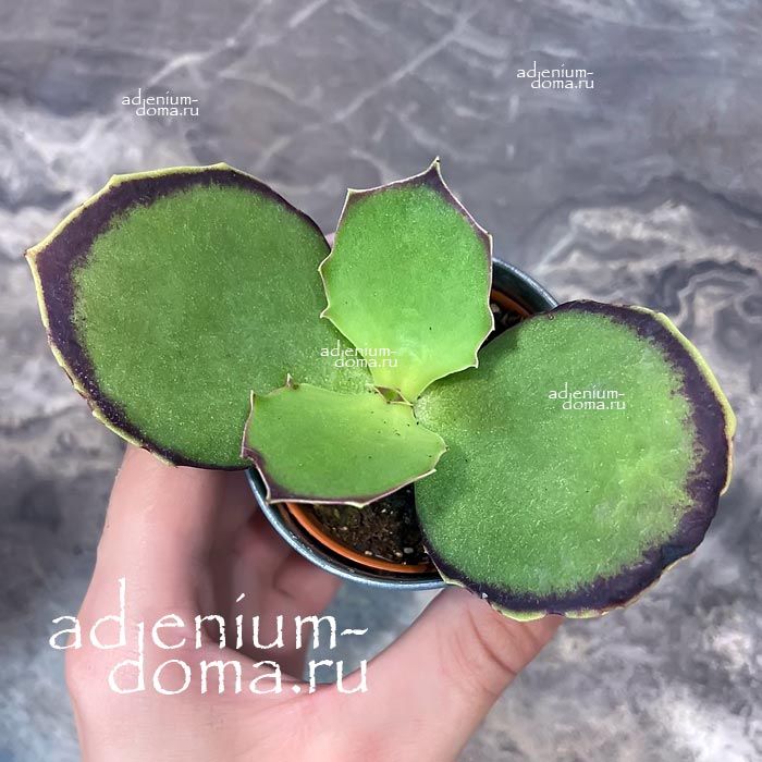 Растение Kalanchoe SYNSEPALA Каланхоэ сросшееся Синсепала 2