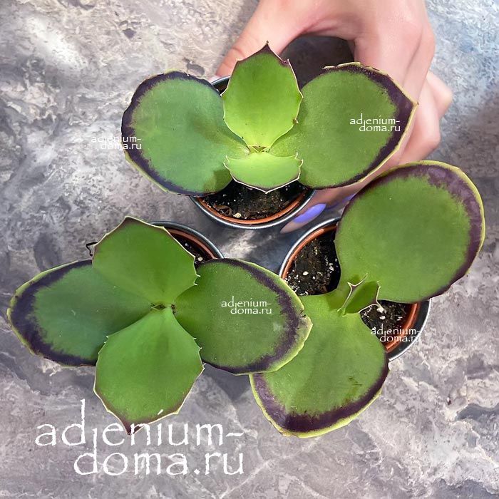 Растение Kalanchoe SYNSEPALA Каланхоэ сросшееся Синсепала 3