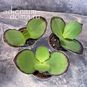 Растение ⌀ 5 Kalanchoe SYNSEPALA (Каланхоэ) 2