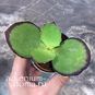 Растение ⌀ 5 Kalanchoe SYNSEPALA (Каланхоэ) 3