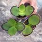 Растение ⌀ 5 Kalanchoe SYNSEPALA (Каланхоэ) 4