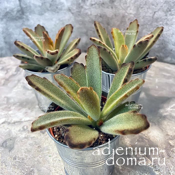 Растение ⌀ 5 Kalanchoe TOMENTOSA 'AIDA' (Каланхоэ)