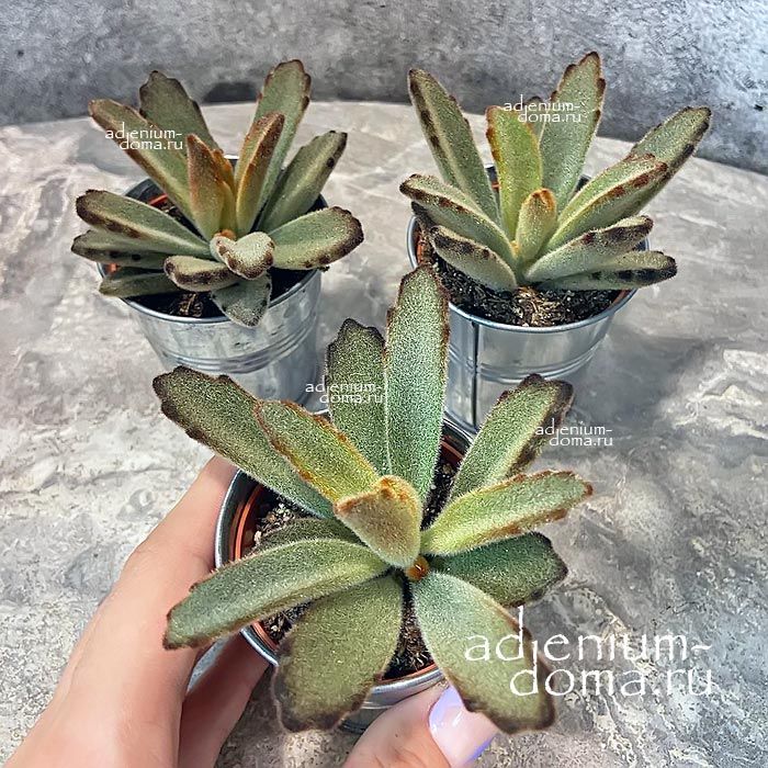 Растение Kalanchoe TOMENTOSA AIDA Panda Ear Каланхоэ войлочное Аида Томентоза Ухо панды 2