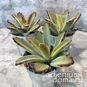 Растение ⌀ 5 Kalanchoe TOMENTOSA 'AIDA' (Каланхоэ) 2