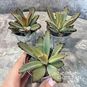 Растение ⌀ 5 Kalanchoe TOMENTOSA 'AIDA' (Каланхоэ) 3