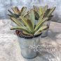 Растение ⌀ 5 Kalanchoe TOMENTOSA 'AIDA' (Каланхоэ) 4