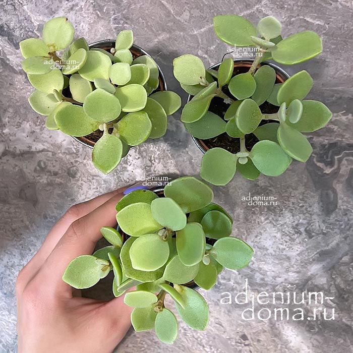Растение Kalanchoe HILDEBRANDTII Каланхоэ Хильдебрандта Каланхое Хильдебрандтии 3