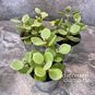 Растение ⌀ 5 Kalanchoe HILDEBRANDTII (Каланхоэ) 2