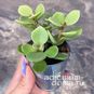Растение ⌀ 5 Kalanchoe HILDEBRANDTII (Каланхоэ) 3