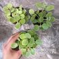 Растение ⌀ 5 Kalanchoe HILDEBRANDTII (Каланхоэ) 4
